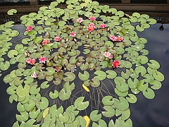 289 Longwood Gardens [2008 August 23]